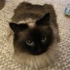littleslice